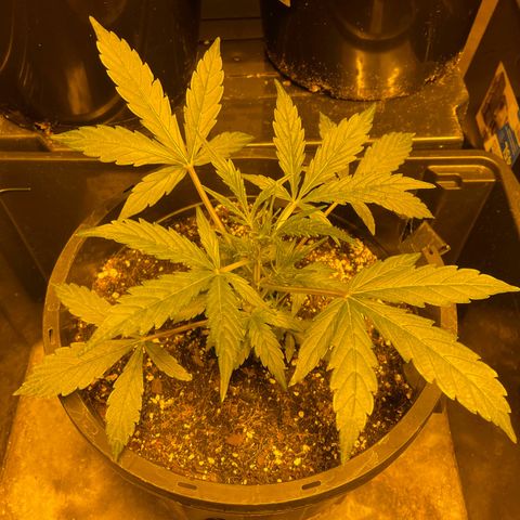 Unknown strain growlog photo: Day 30