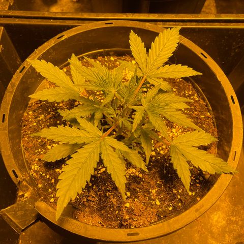 Unknown strain growlog photo: Day 30