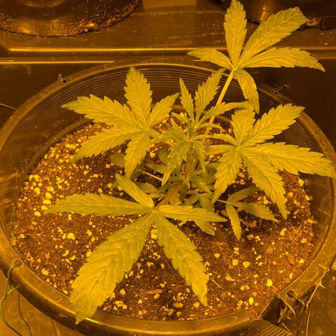 Unknown strain growlog photo: Day 30