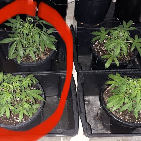 Unknown strain growlog timeline photo