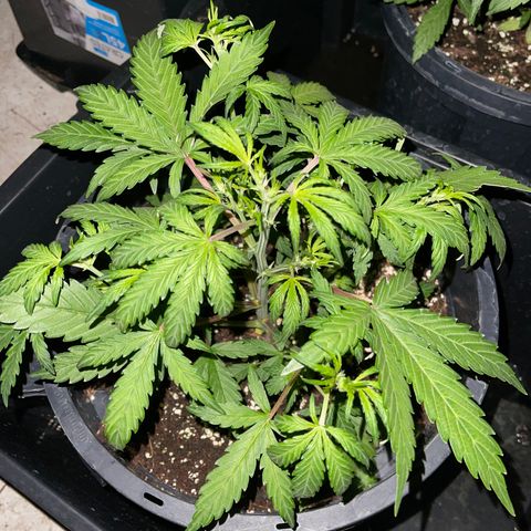 Unknown strain growlog timeline photo