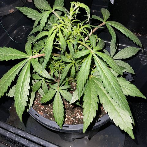 Unknown strain growlog timeline photo