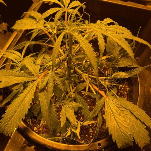 Unknown strain growlog timeline photo