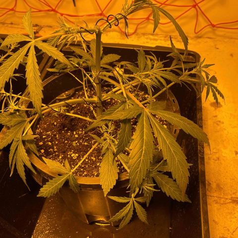 Unknown strain growlog timeline photo
