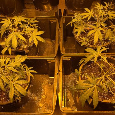 Unknown strain growlog timeline photo