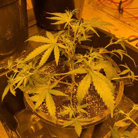 Unknown strain growlog timeline photo