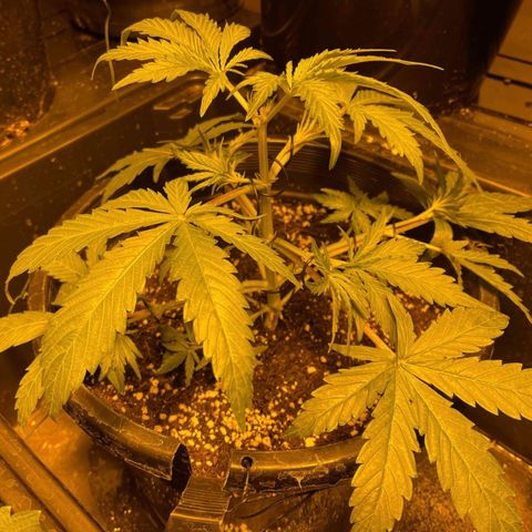 Unknown strain growlog timeline photo