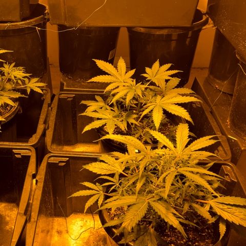 Unknown strain growlog photo: 5 weeks
5 weeks
Swapping to coir a+b flower stoping coir a+b veg