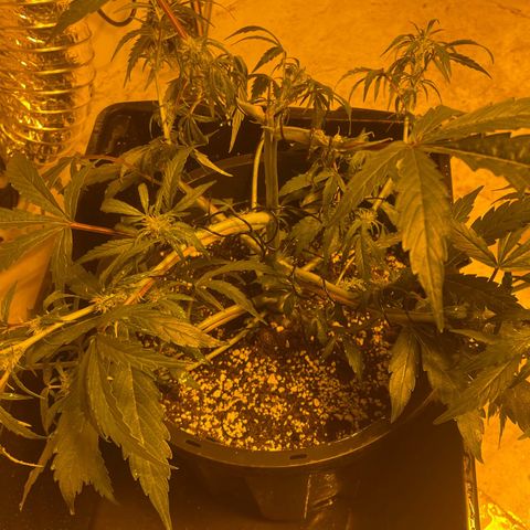 Unknown strain growlog timeline photo