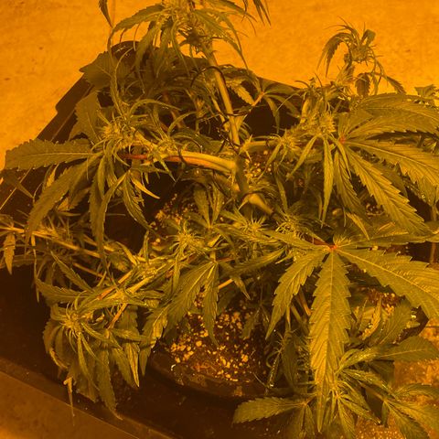 Unknown strain growlog timeline photo