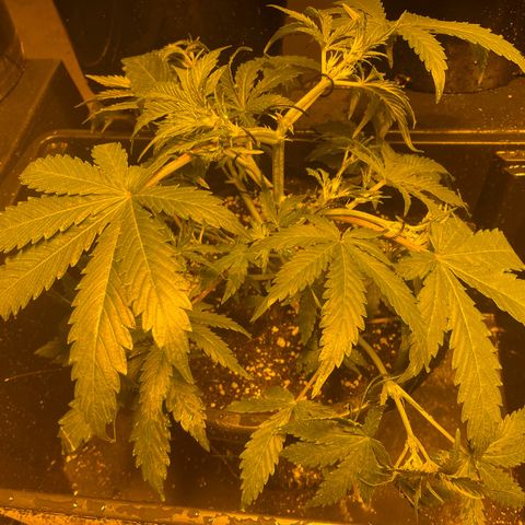 Unknown strain growlog timeline photo