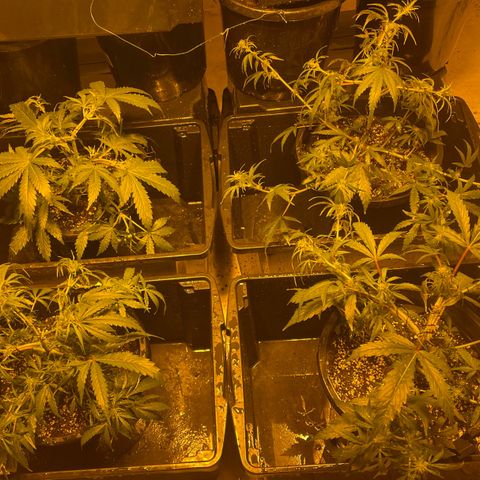 Unknown strain growlog timeline photo