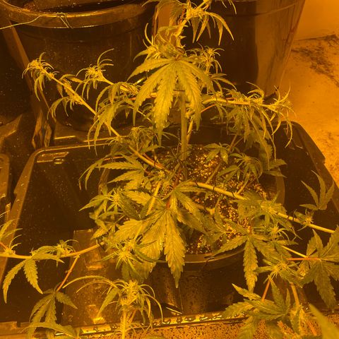 Unknown strain growlog timeline photo