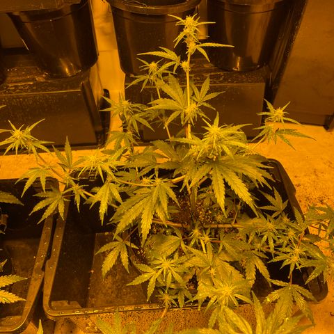 Unknown strain growlog timeline photo