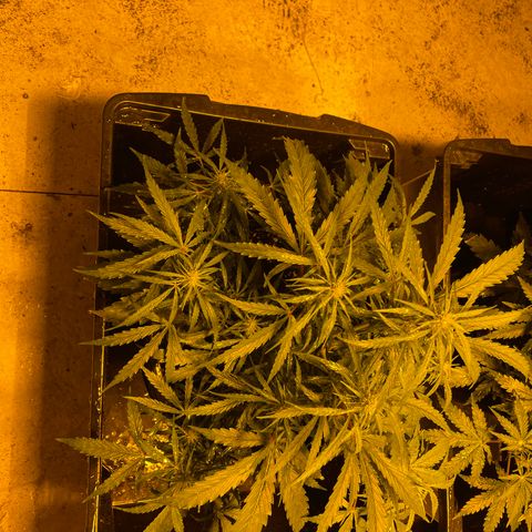 Unknown strain growlog timeline photo