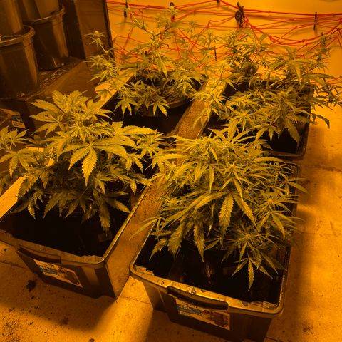 Unknown strain growlog timeline photo
