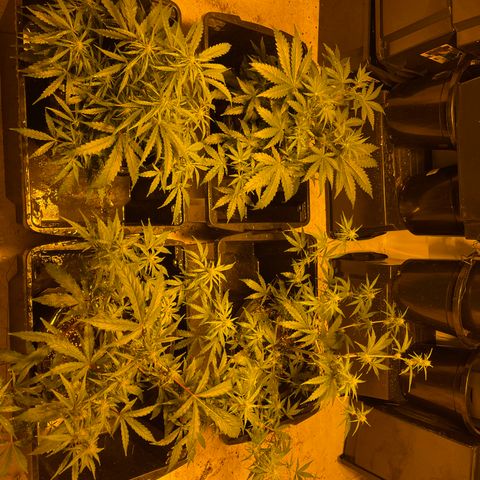Unknown strain growlog timeline photo