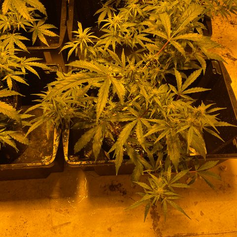 Unknown strain growlog timeline photo