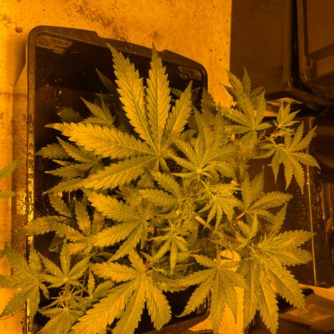 Unknown strain growlog timeline photo