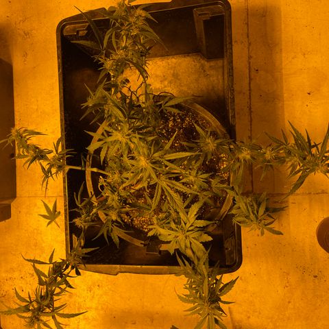 Unknown strain growlog timeline photo