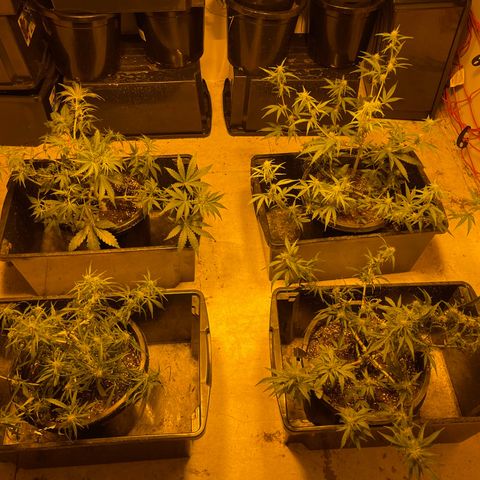 Unknown strain growlog timeline photo