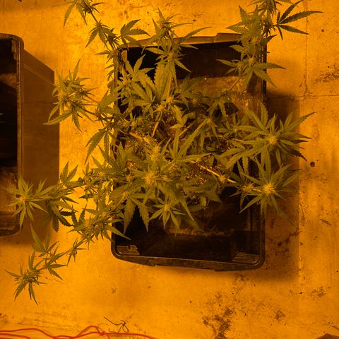 Unknown strain growlog timeline photo