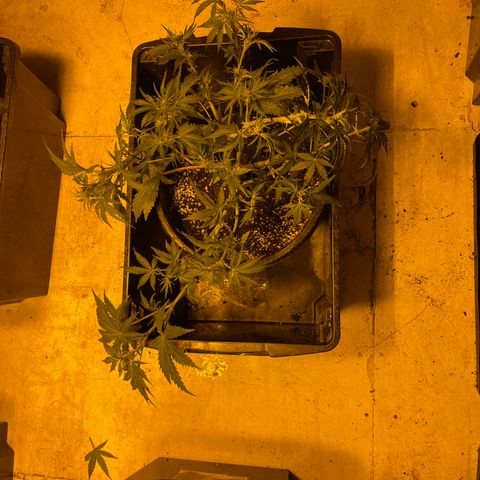 Unknown strain growlog timeline photo