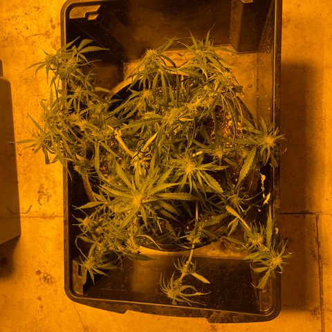 Unknown strain growlog timeline photo