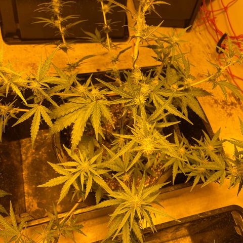 Unknown strain growlog timeline photo