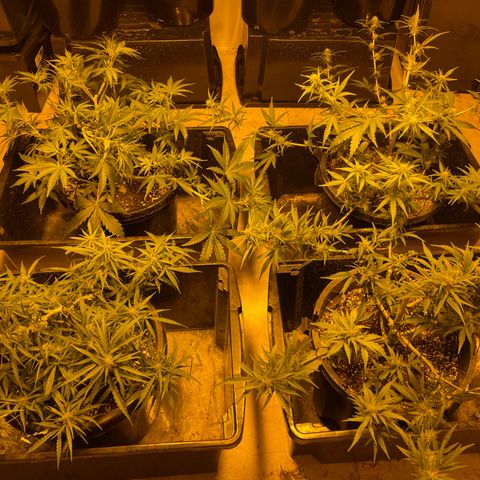 Unknown strain growlog timeline photo