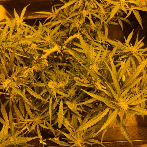 Unknown strain growlog timeline photo