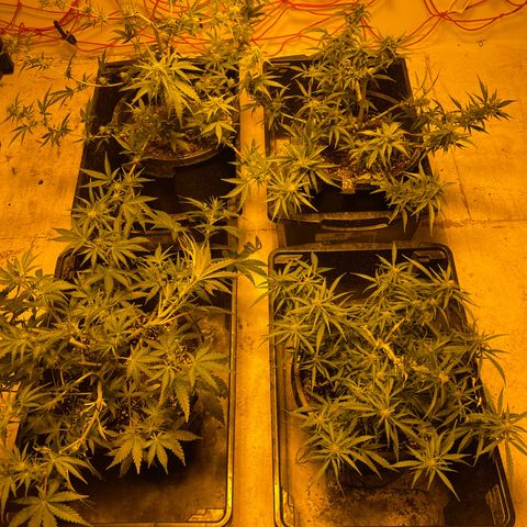 Unknown strain growlog timeline photo