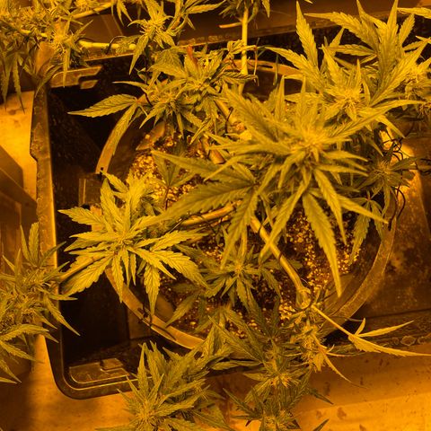 Unknown strain growlog timeline photo