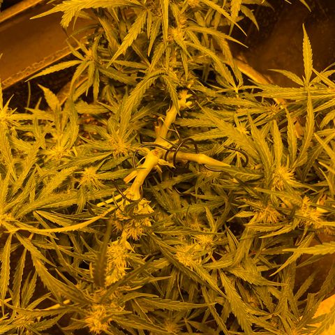 Unknown strain growlog timeline photo