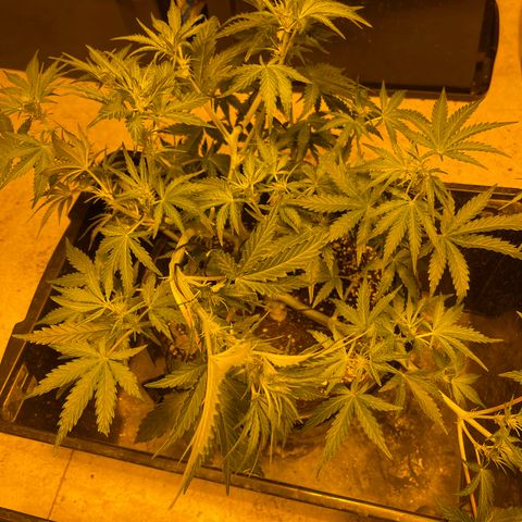 Unknown strain growlog timeline photo