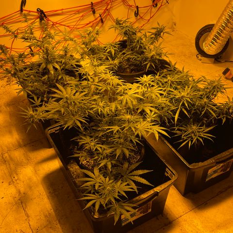 Unknown strain growlog timeline photo