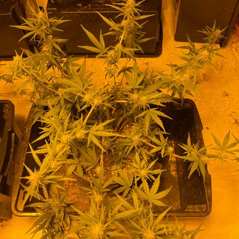 Unknown strain growlog timeline photo