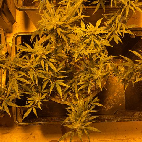 Unknown strain growlog timeline photo
