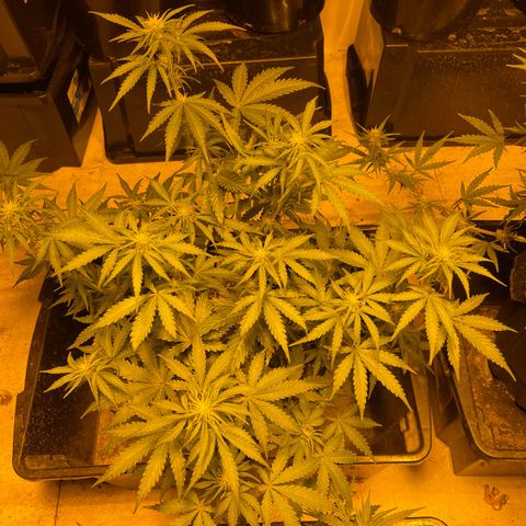 Unknown strain growlog timeline photo