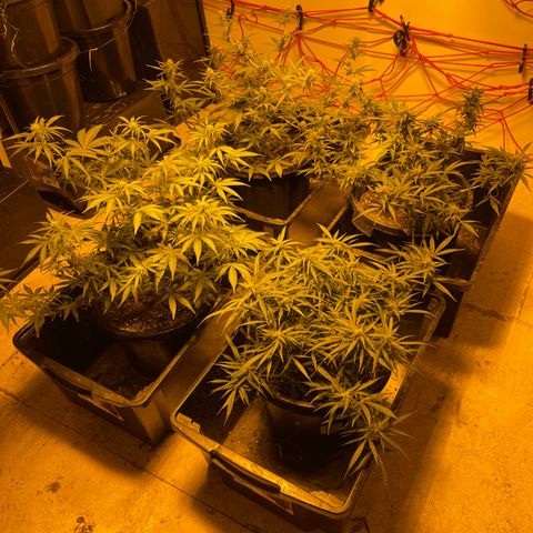 Unknown strain growlog timeline photo