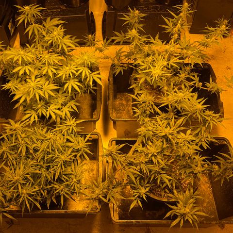 Unknown strain growlog timeline photo