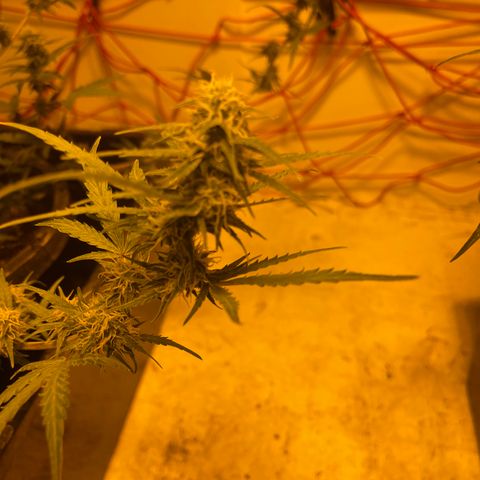 Unknown strain growlog timeline photo