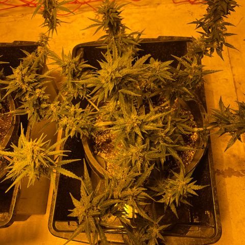 Unknown strain growlog timeline photo