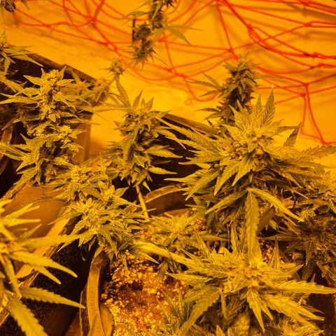 Unknown strain growlog timeline photo