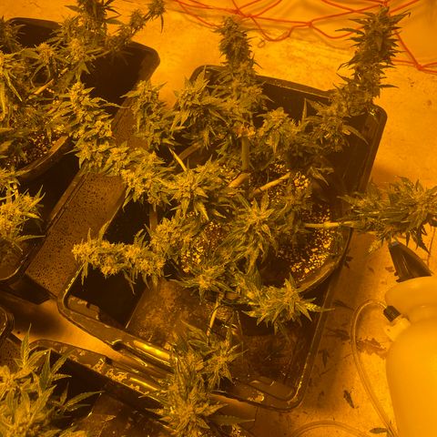 Unknown strain growlog timeline photo