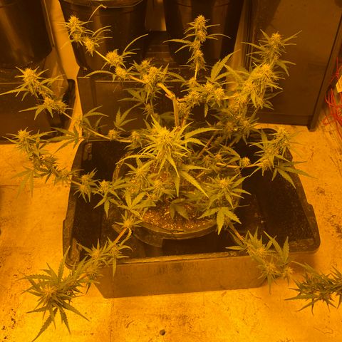 Unknown strain growlog timeline photo