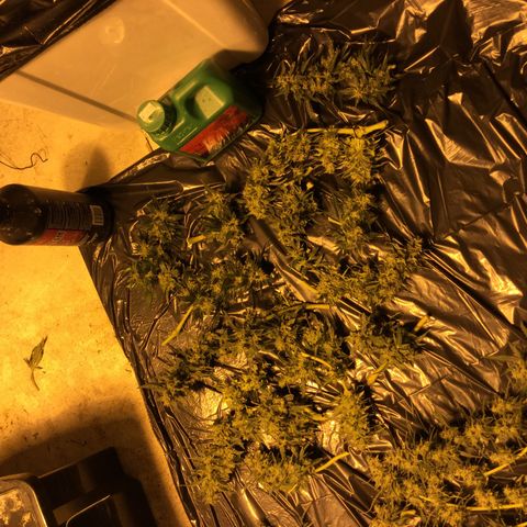 Unknown strain growlog timeline photo