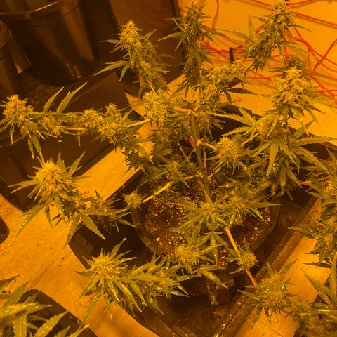Unknown strain growlog timeline photo