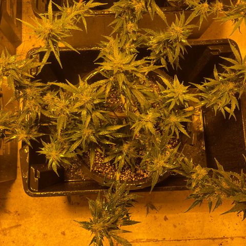 Unknown strain growlog timeline photo