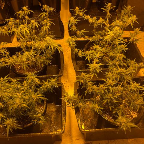 Unknown strain growlog timeline photo